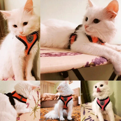 Pet harness,pet collar